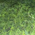 Clones for Sale – The Clone Conservatory