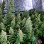 Buy Marijuana Clones