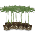 Buy Marijuana Clones